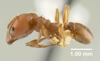 Media type: image;   Entomology 9077 Aspect: habitus lateral view